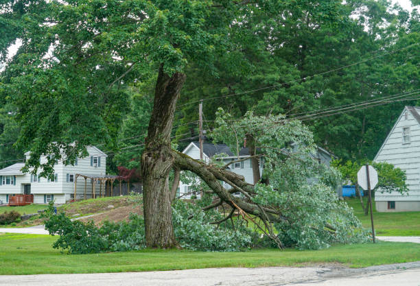 Best Stump Grinding and Removal  in Selmer, TN