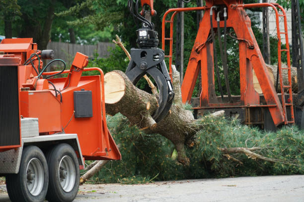 Best Fruit Tree Pruning  in Selmer, TN