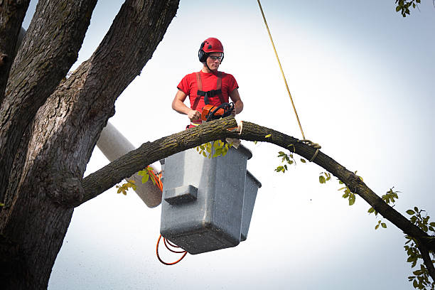 Professional Tree Services in Selmer, TN