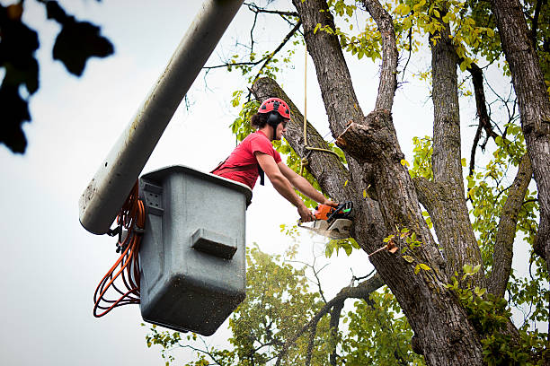 Best Storm Damage Tree Cleanup  in Selmer, TN