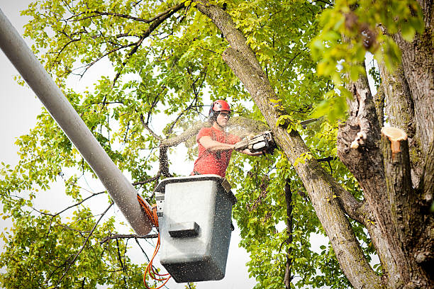 Best Tree Disease Treatment  in Selmer, TN