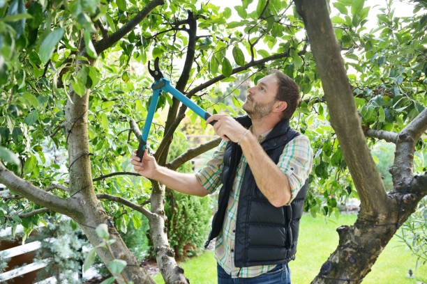 Best Tree Trimming and Pruning  in Selmer, TN